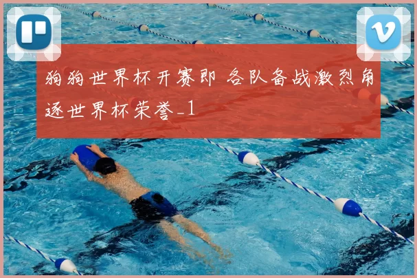 狗狗世界杯开赛即 各队备战激烈角逐世界杯荣誉_1